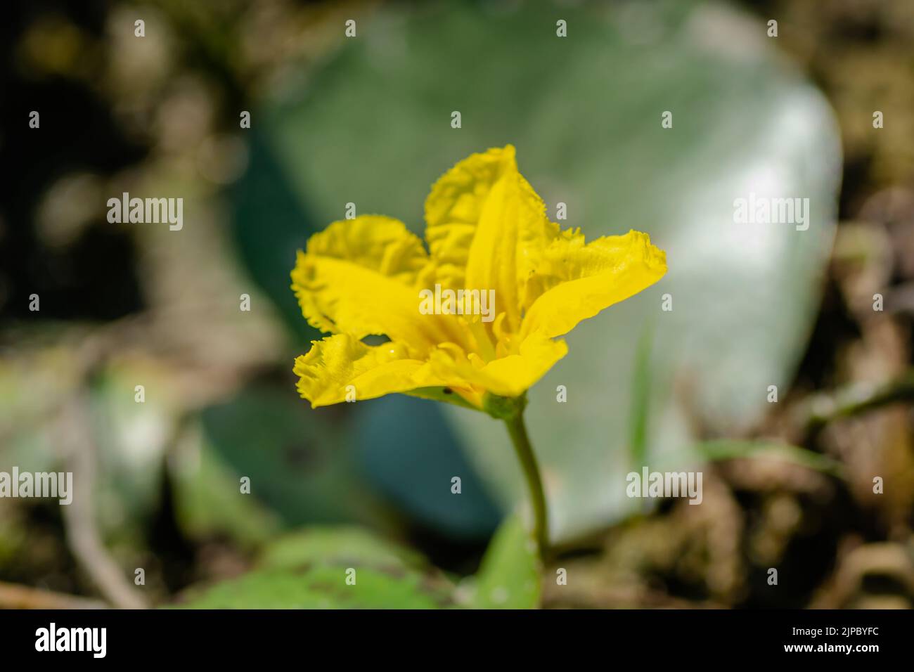 Yellow water lily flowers grow on water. A small yellow water lily