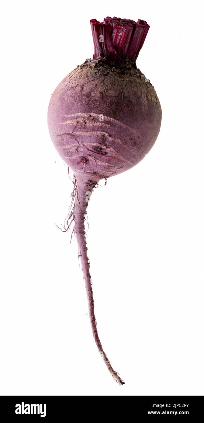 Fresh beetroot isolated on white background. Clipping path Stock Photo