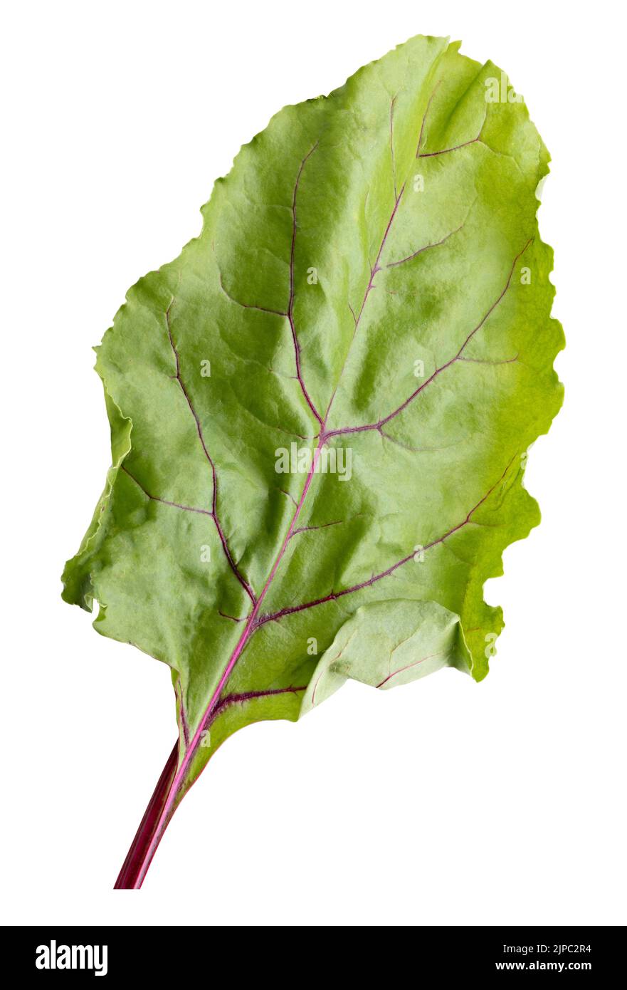 Beetroot lief isolated on white background. Clipping path Stock Photo