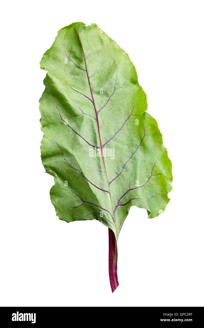 Beetroot lief isolated on white background. Clipping path Stock Photo