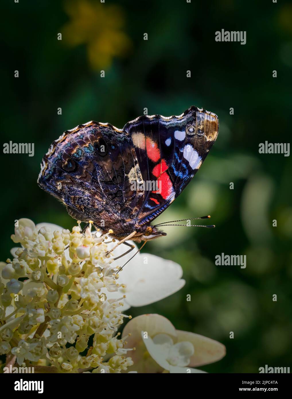 The beautiful underside of a Red Admiral butterfly (Vanessa atalanta), as it feeds from a white Hydrangea flower Stock Photo