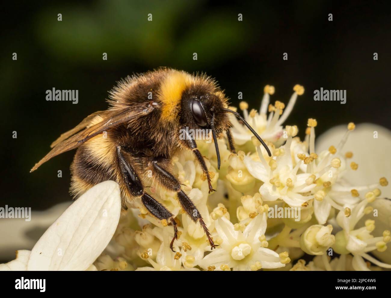 A very furry looking White Tailed Bumble Bee, (Bombus lucorum), pollenating a white Hydrangea flower Stock Photo