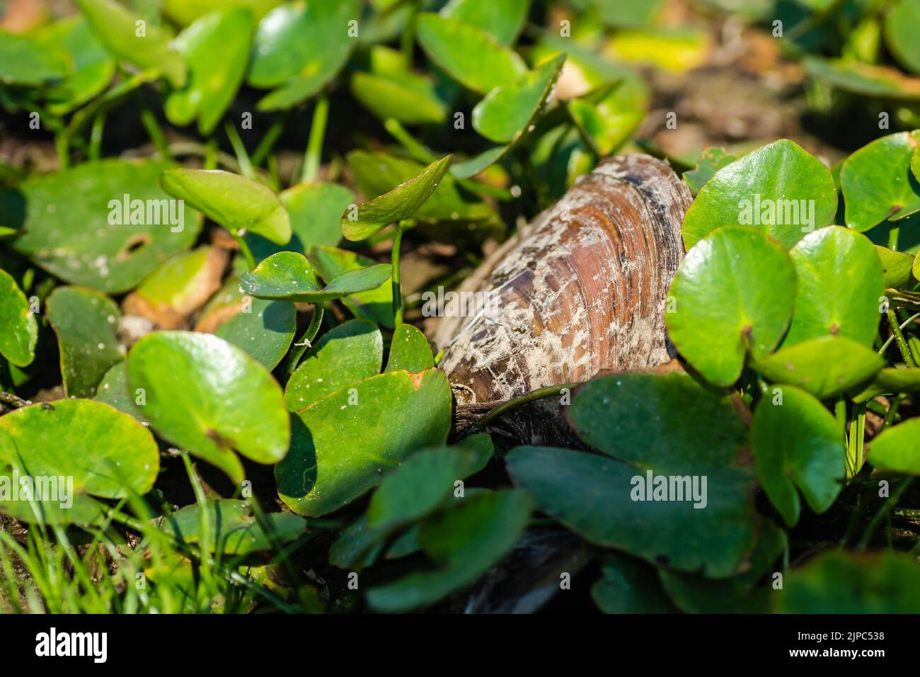 River shell among water lily leaves. River shell among water lily leaves on the dried surface of the lake, close up. Stock Photo