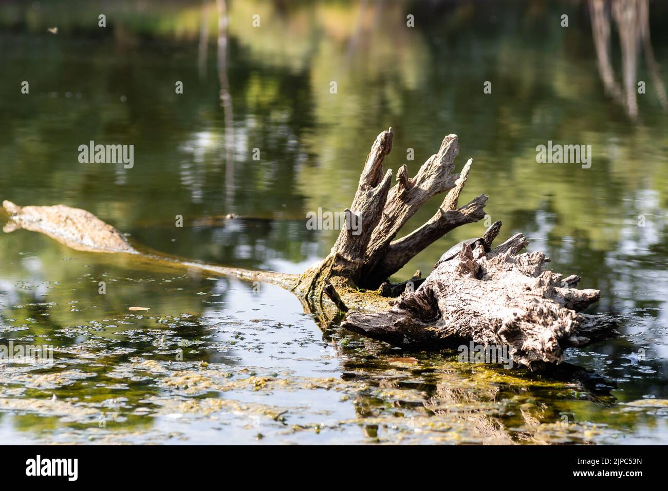 Muddy lake water. A view of a fallen tree in the cloudy water of a lake ...