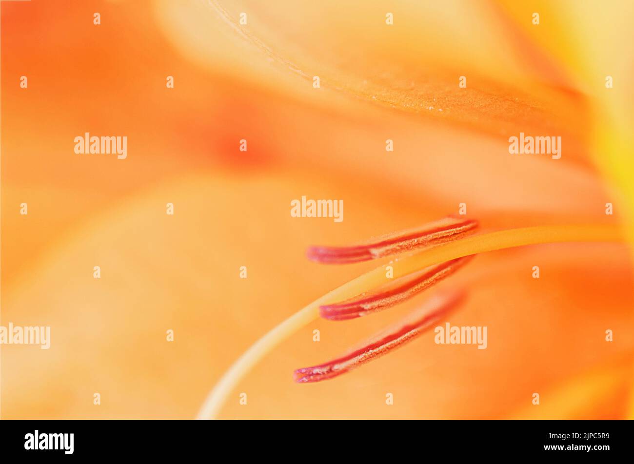 Orange gladiolus  macro photo, abstract natural background Stock Photo