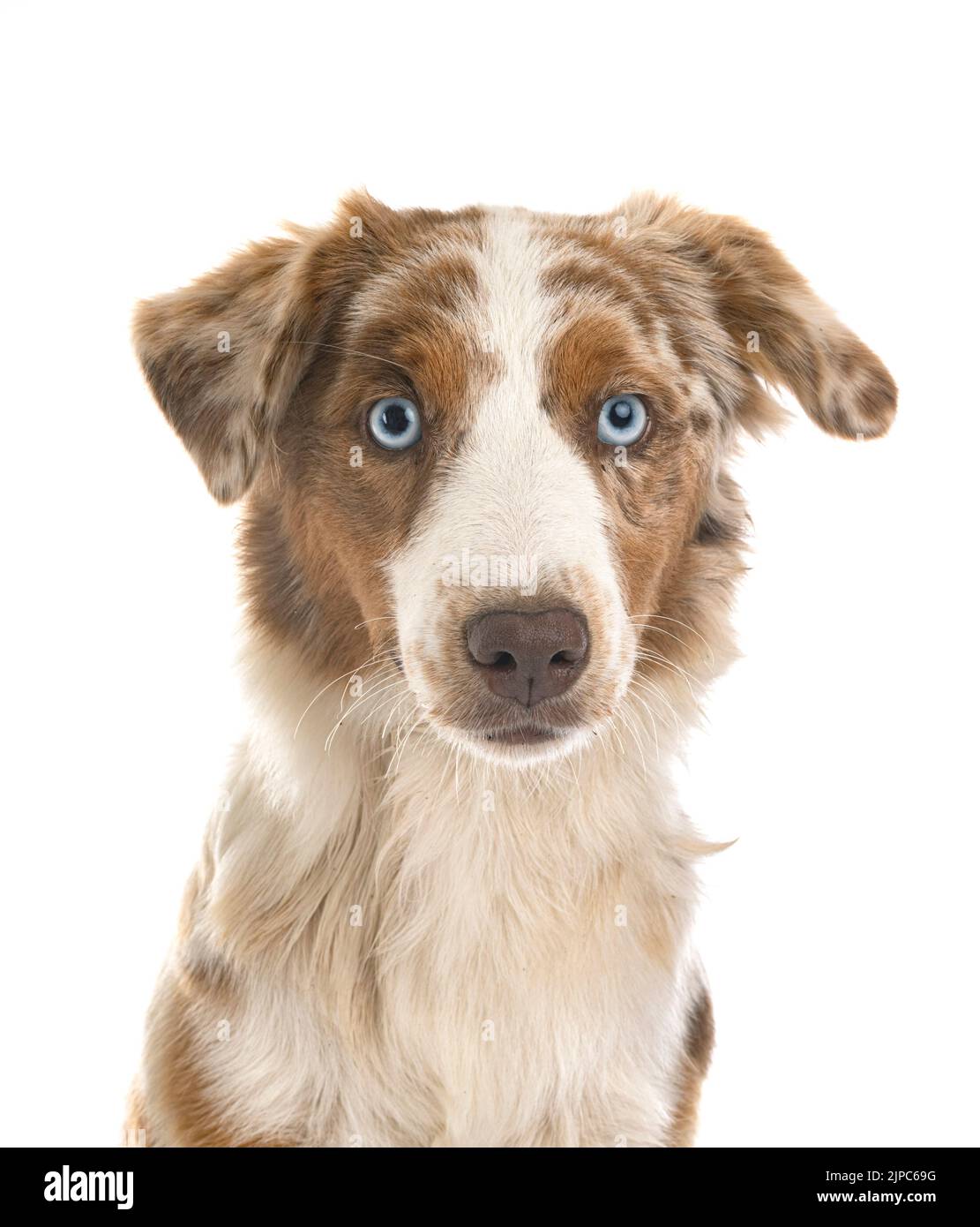Miniature American Shepherd in front of white background Stock Photo