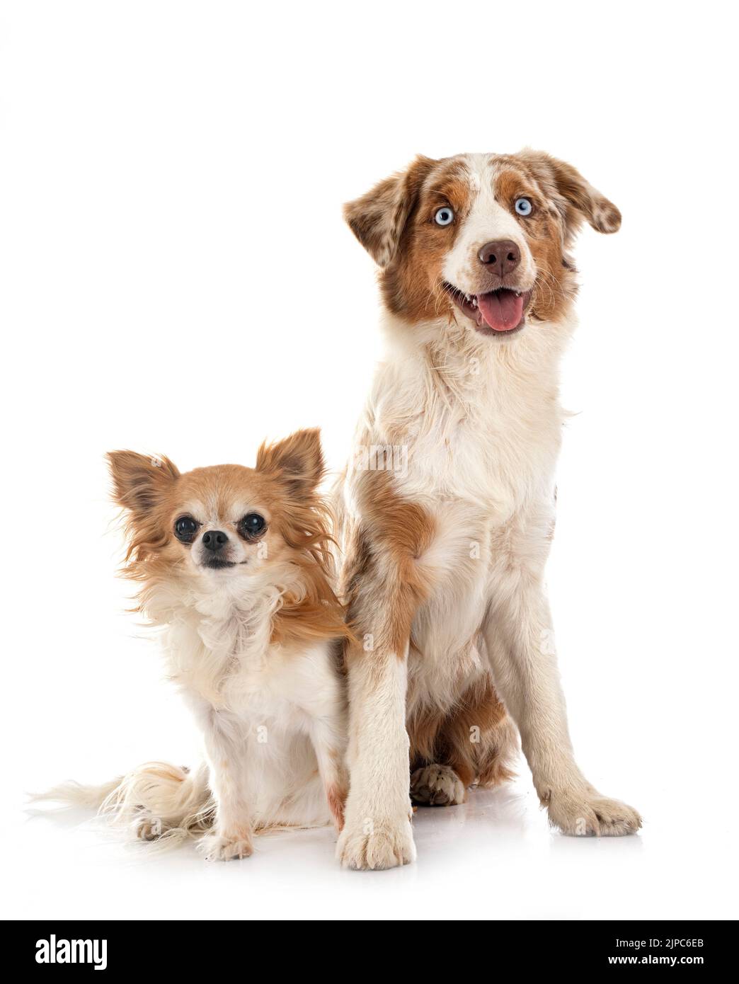 Miniature American Shepherd and chihuahua in front of white background Stock Photo