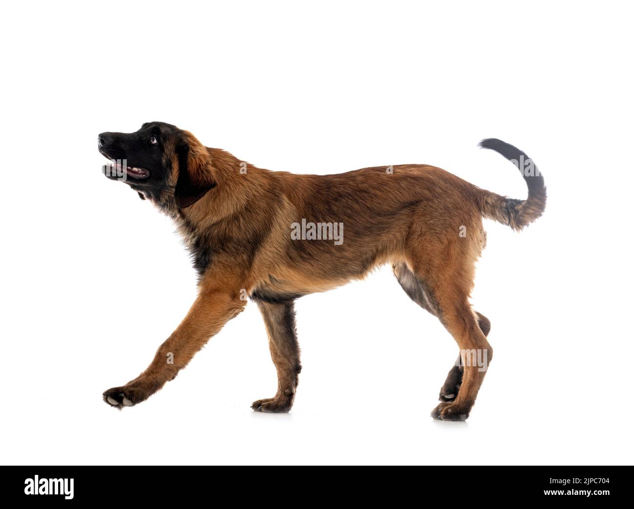 puppy Leonberger in front of white background Stock Photo