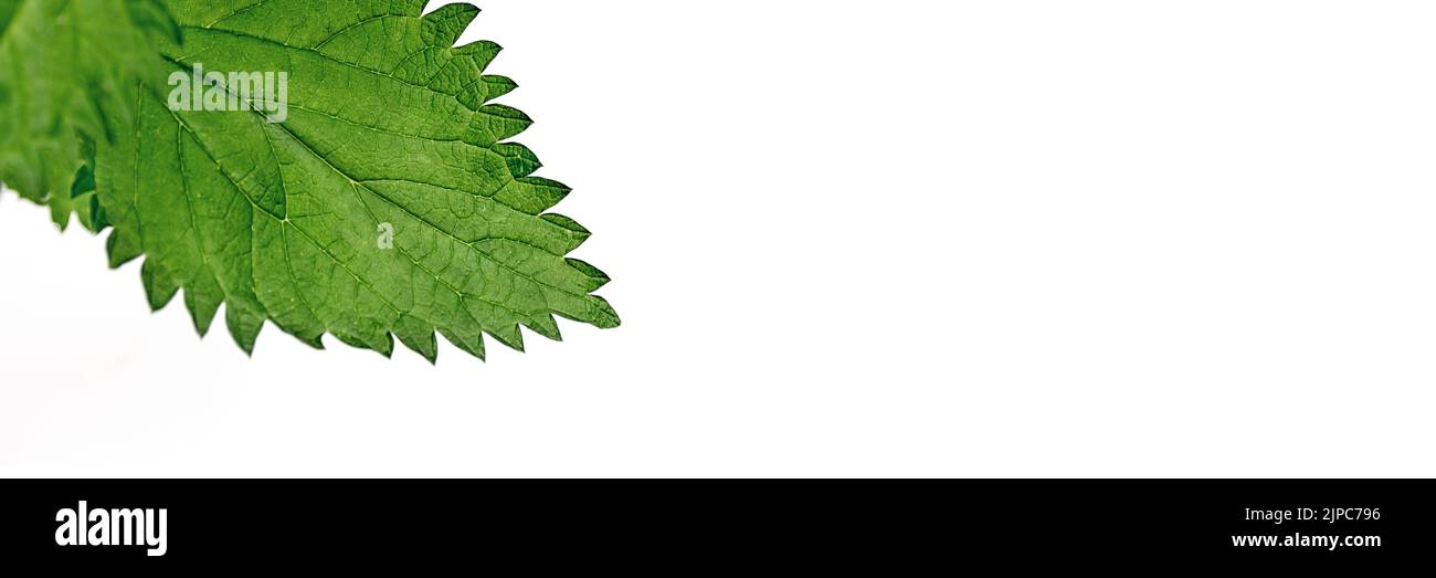 Banner made from Close up of nettle leaves on white background. Fresh young shoots. Medicinal plant. In traditional medicine, diuretic for skin diseases, cough, and hair loss. Copy Space. Soft selective focus Stock Photo