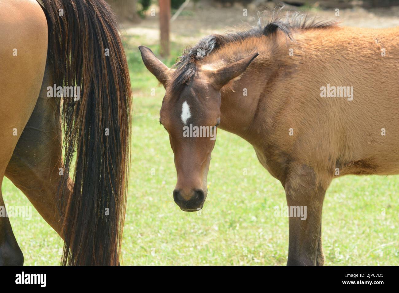 a foal with its mother on a farm with green grass in behind Stock Photo ...