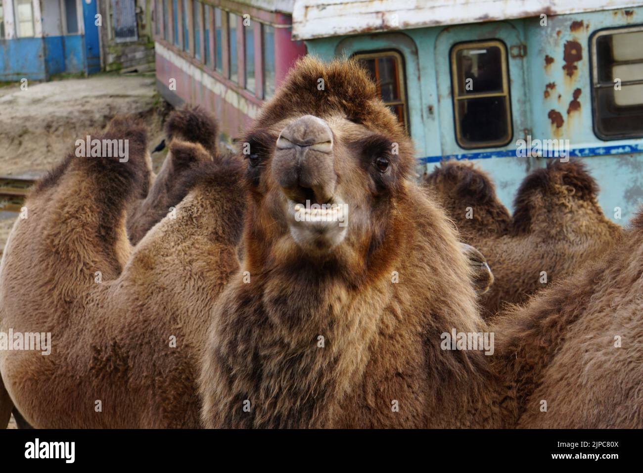 Crooked teeth camel hi-res stock photography and images - Alamy, image size:1300x956