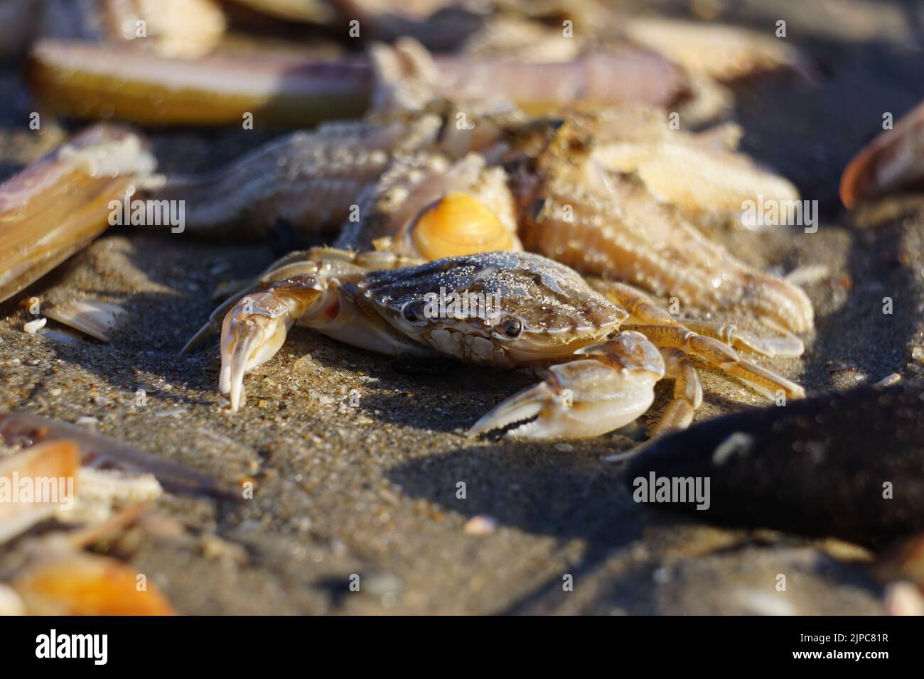 Flying crab (Liocarcinus holsatus) on the beach Stock Photo Alamy