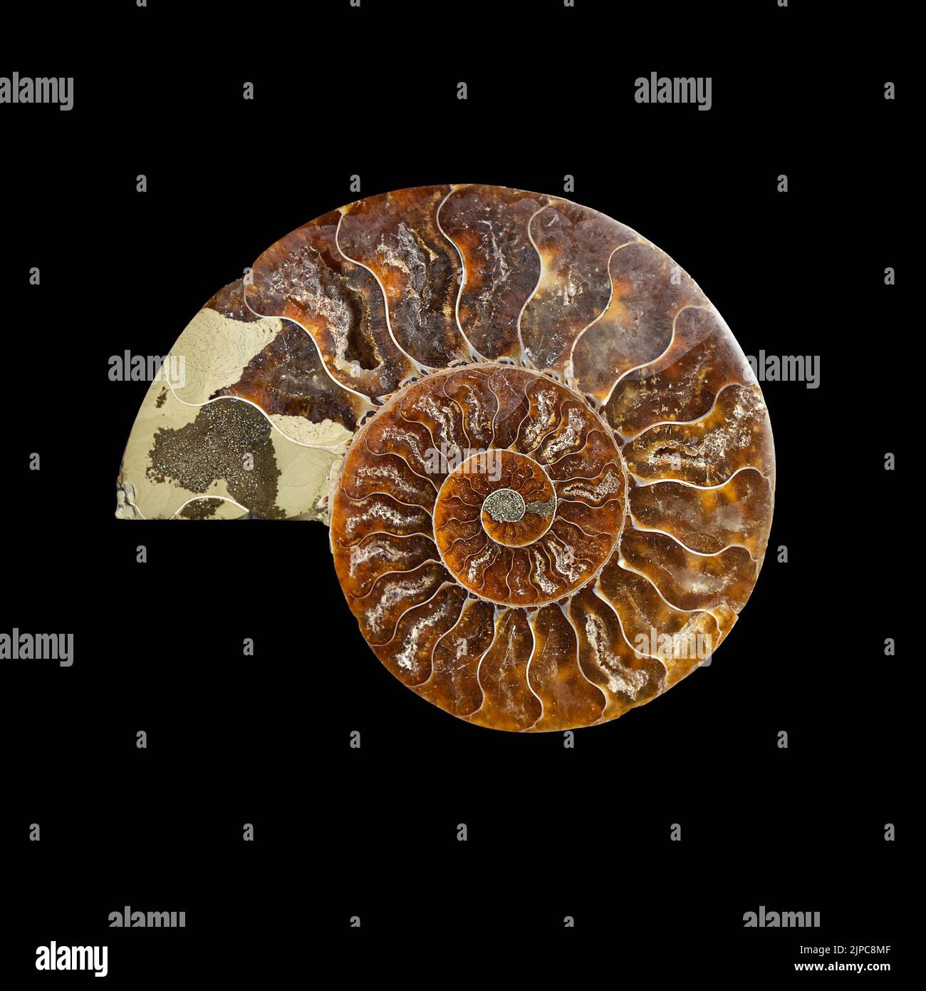 Ammonite fossil shell isolated on black background. Stock Photo