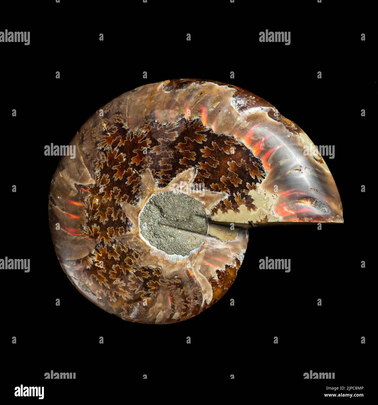 Ammonite fossil shell isolated on black background. Stock Photo