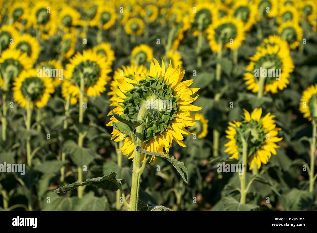 Soft focus rear view of fresh sunflowers with green leaves and vivid yellow petals growing in field on farmland Stock Photo