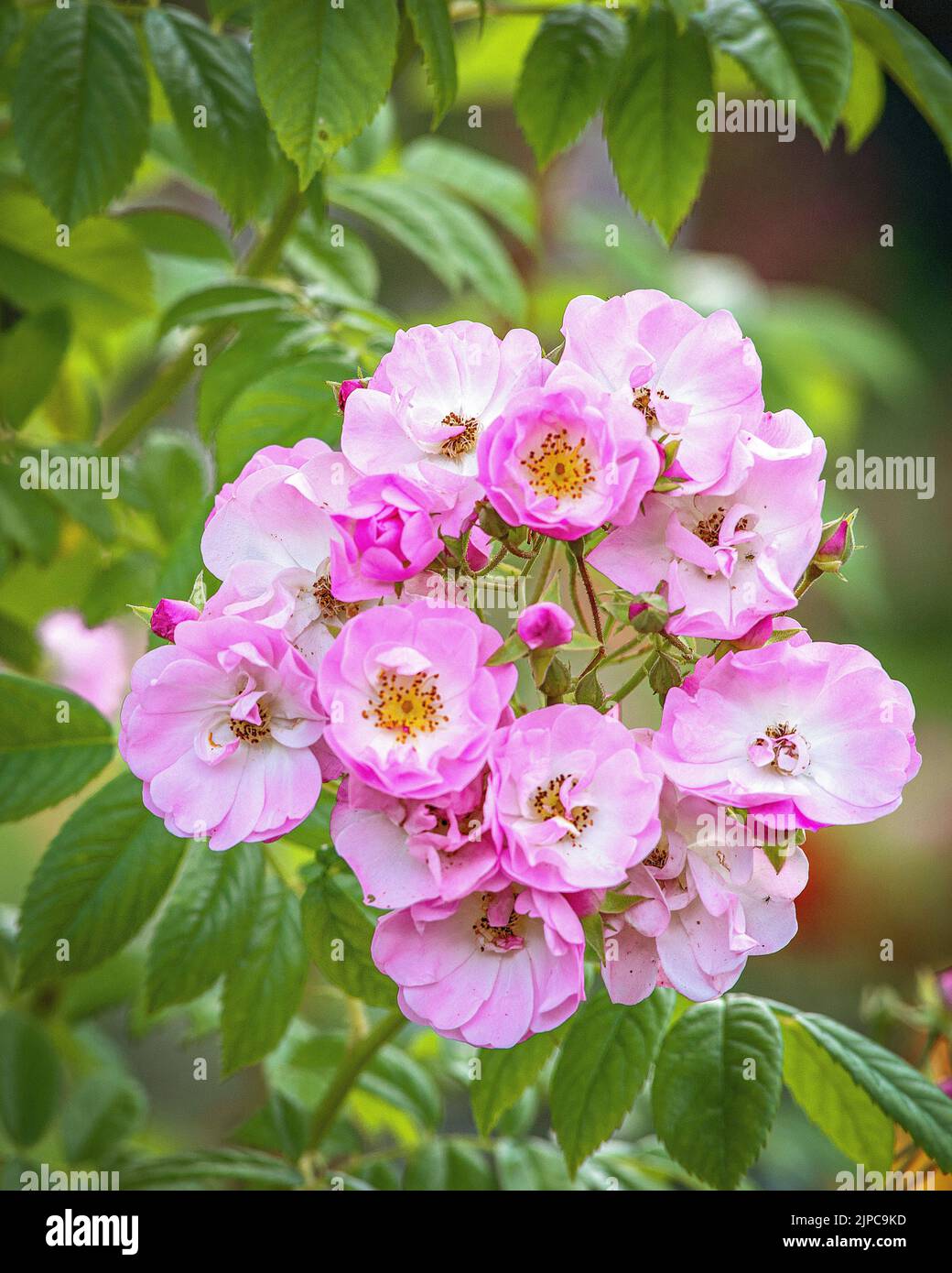 A shallow focus shot of pink Rosa moschata flowers in the garden Stock Photo