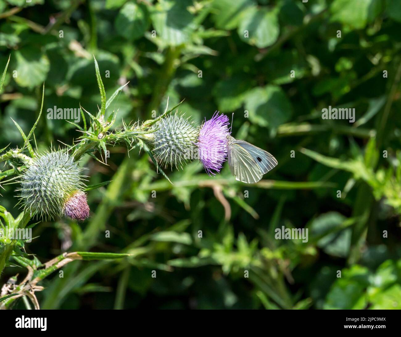 Southern Small White butterfly with wings closed feeding on nectar from thistle flower. 2022 Stock Photo