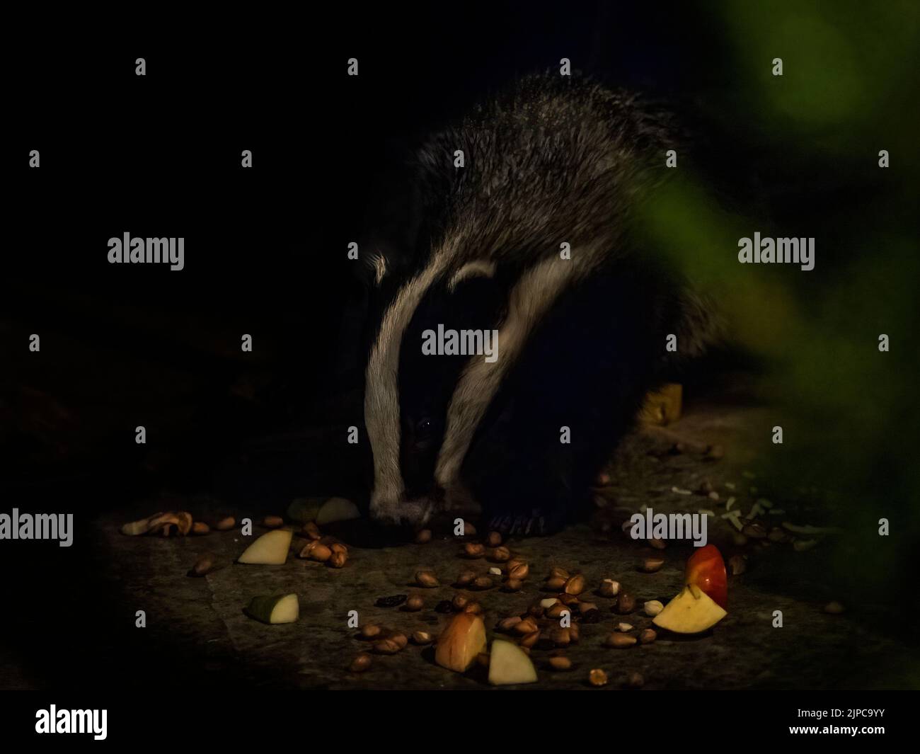 Eurasian badger (Meles meles) eating food in a garden at night Stock ...