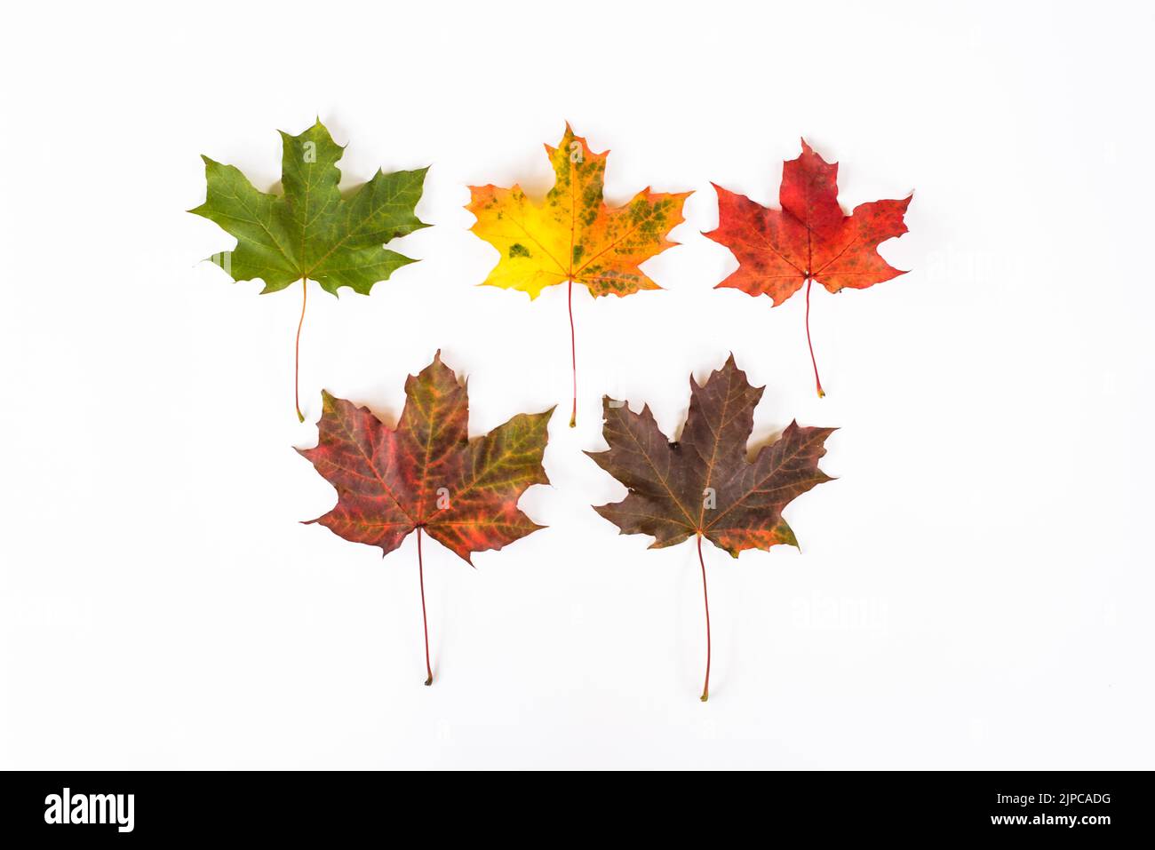 A top view of colorful autumn leaves isolated on the white background ...
