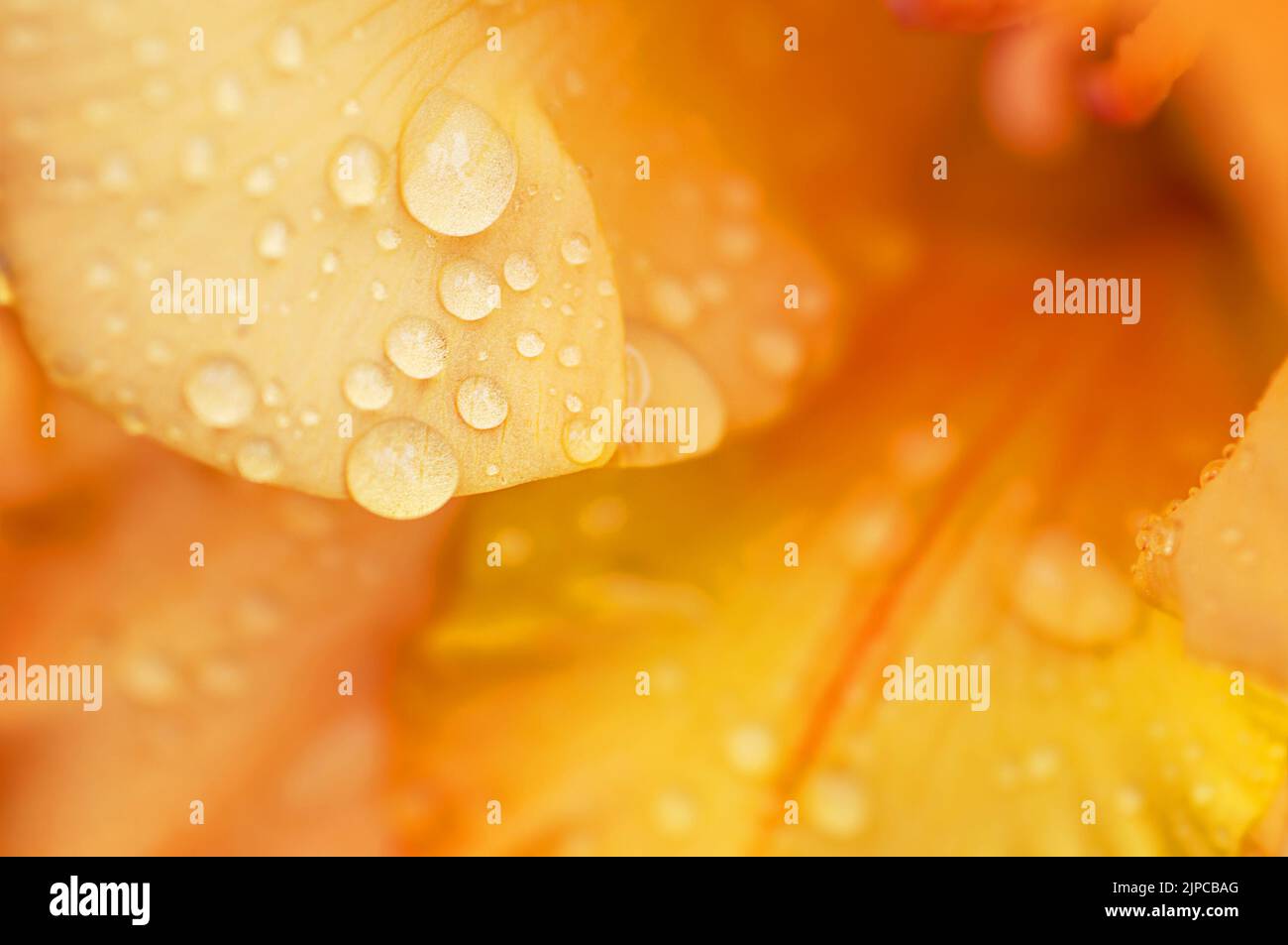 Orange gladiolus with raindrops, macro photo, abstract floral background Stock Photo