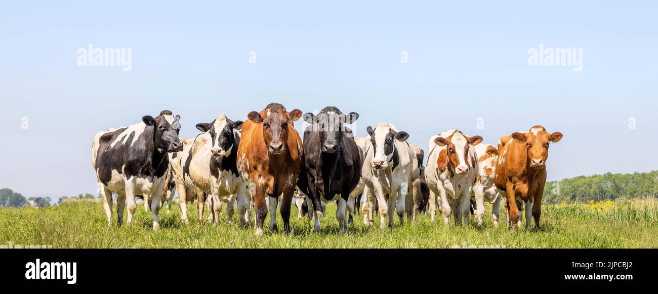 Row black white dairy cows hi-res stock photography and images - Alamy