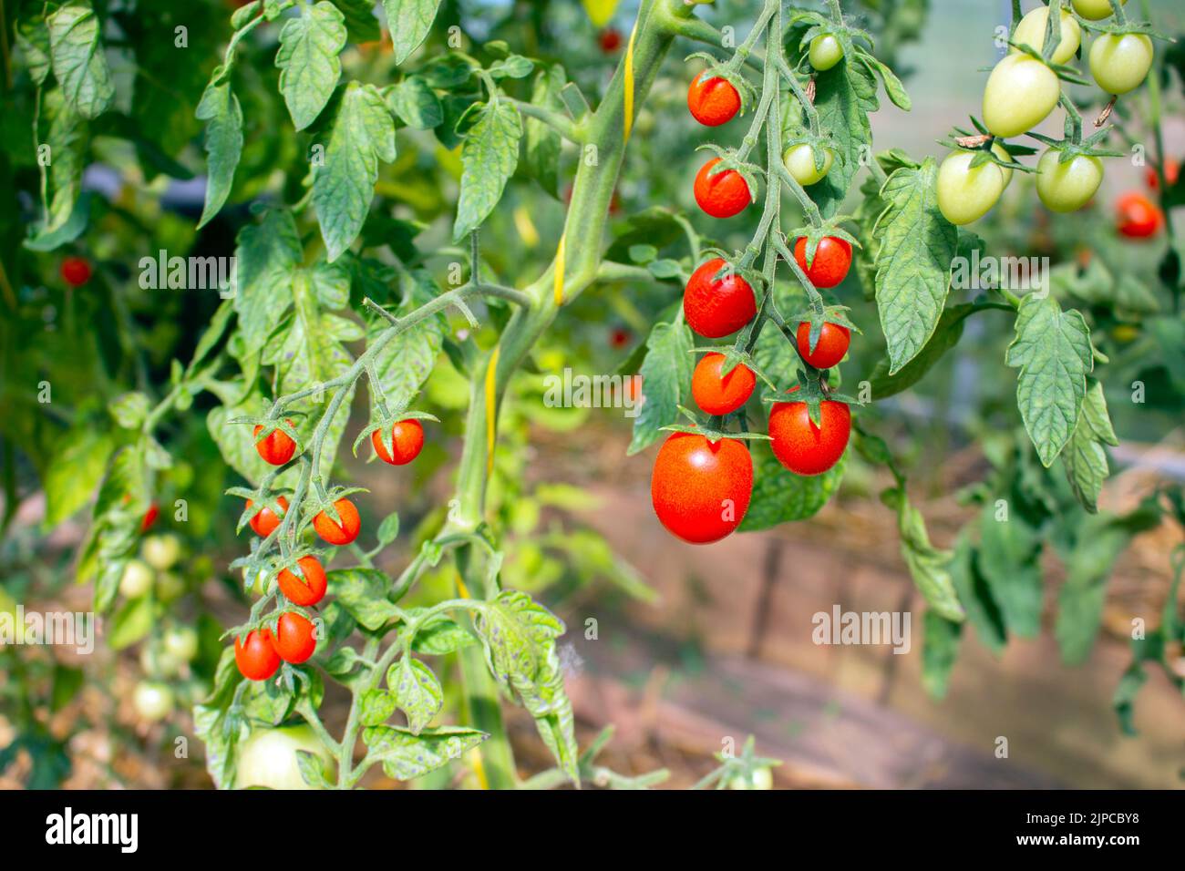 Group of red cherry tomatoes on a green plant in a greenhouse. Stock Photo