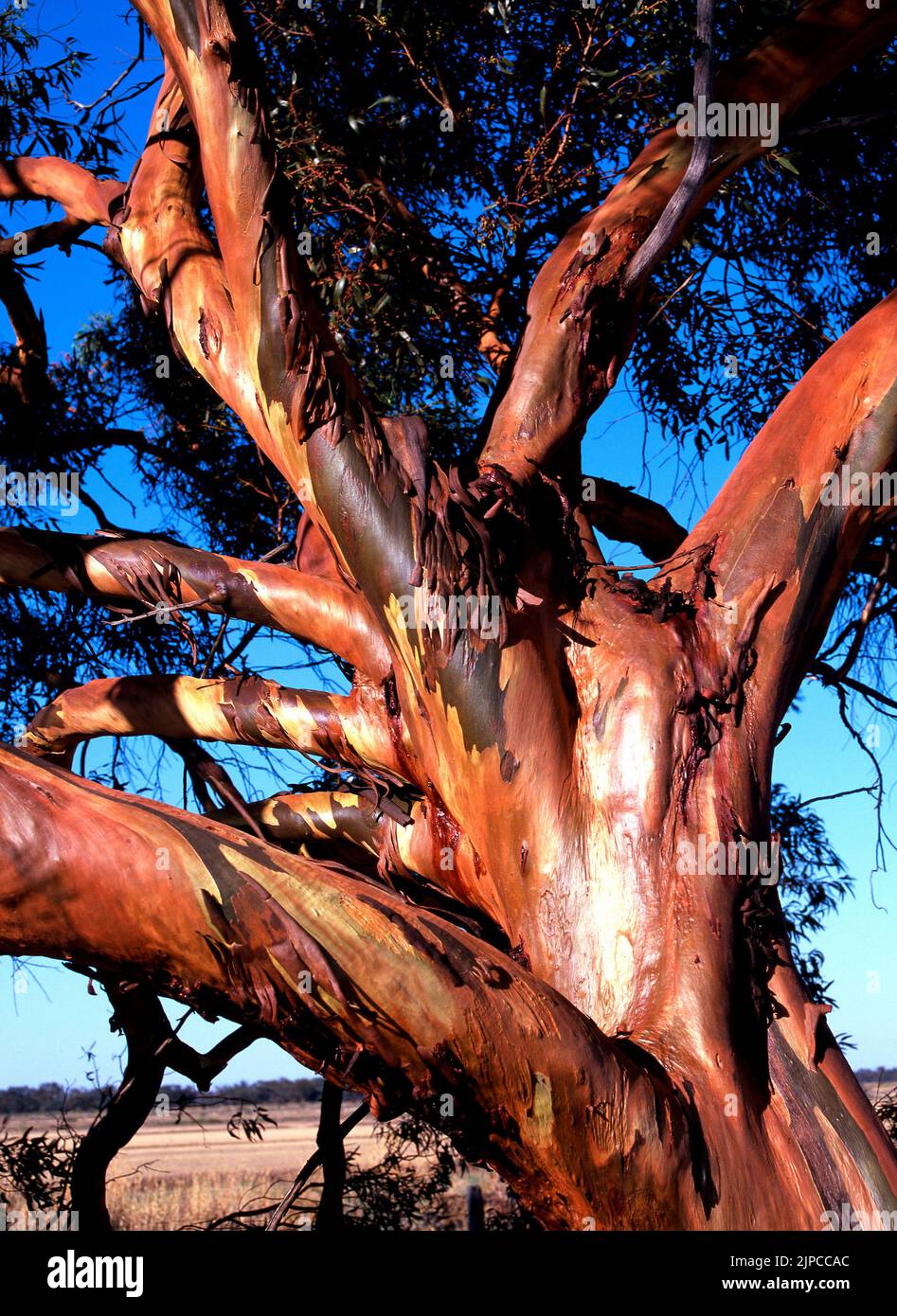 Eucalyptus salubris, fluted gum tree, Western Australia Stock Photo