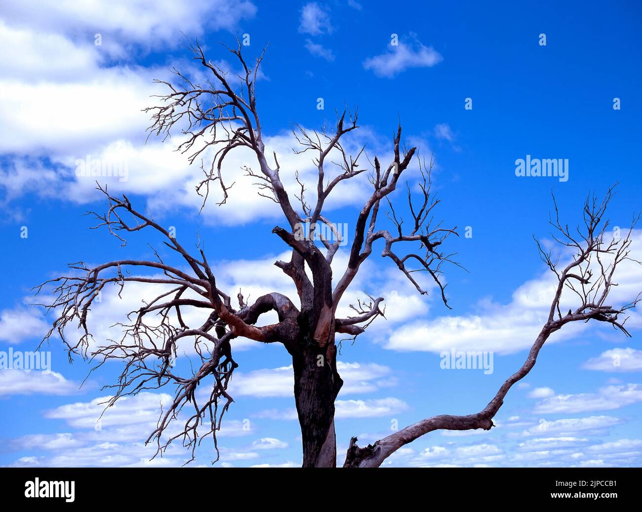Dead gum tree branches, Southwest Australia Stock Photo Alamy