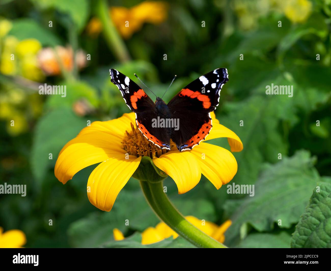 Red admiral butterfly on a yellow sunflower Stock Photo