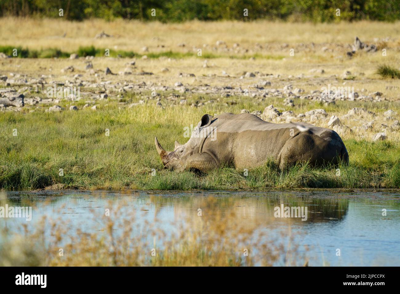 White rhinoceros (Ceratotherium simum) rolling in mud. Etosha National Park, Namibia, Africa Stock Photo