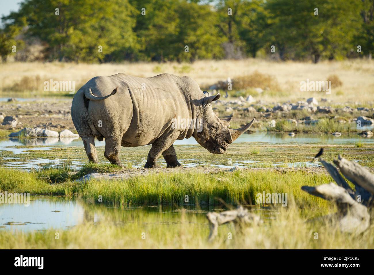 White rhino front view hi-res stock photography and images - Alamy