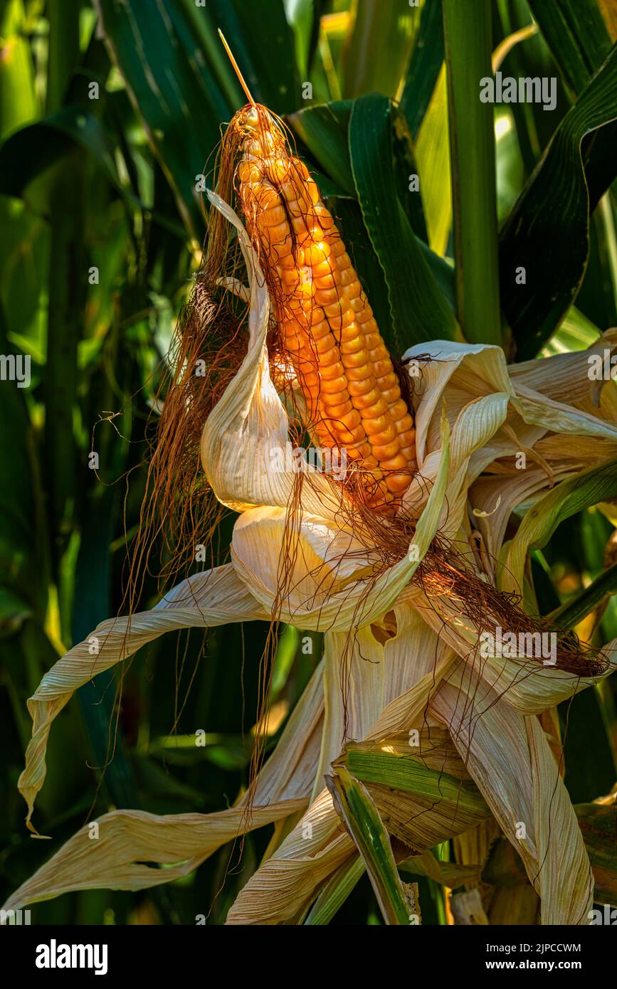 Octofile corn cob of orange seed. Local agricultural production. Abruzzo, Italy, Europe Stock Photo