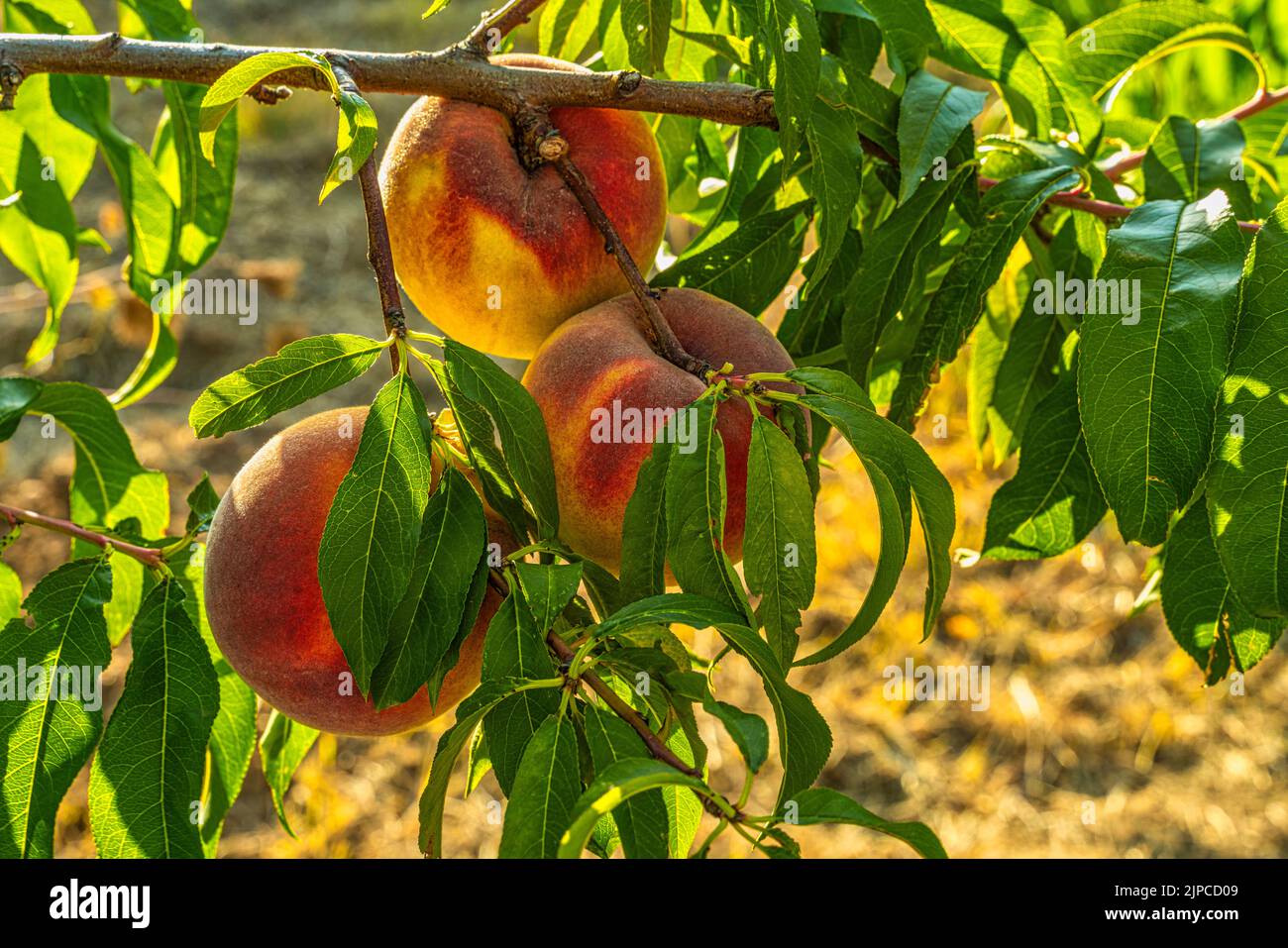 Percoca peach, variety of peach with compact yellow flesh and adherent to the seed. Cultivation from organic farming. Abruzzo, Italy, Europe Stock Photo