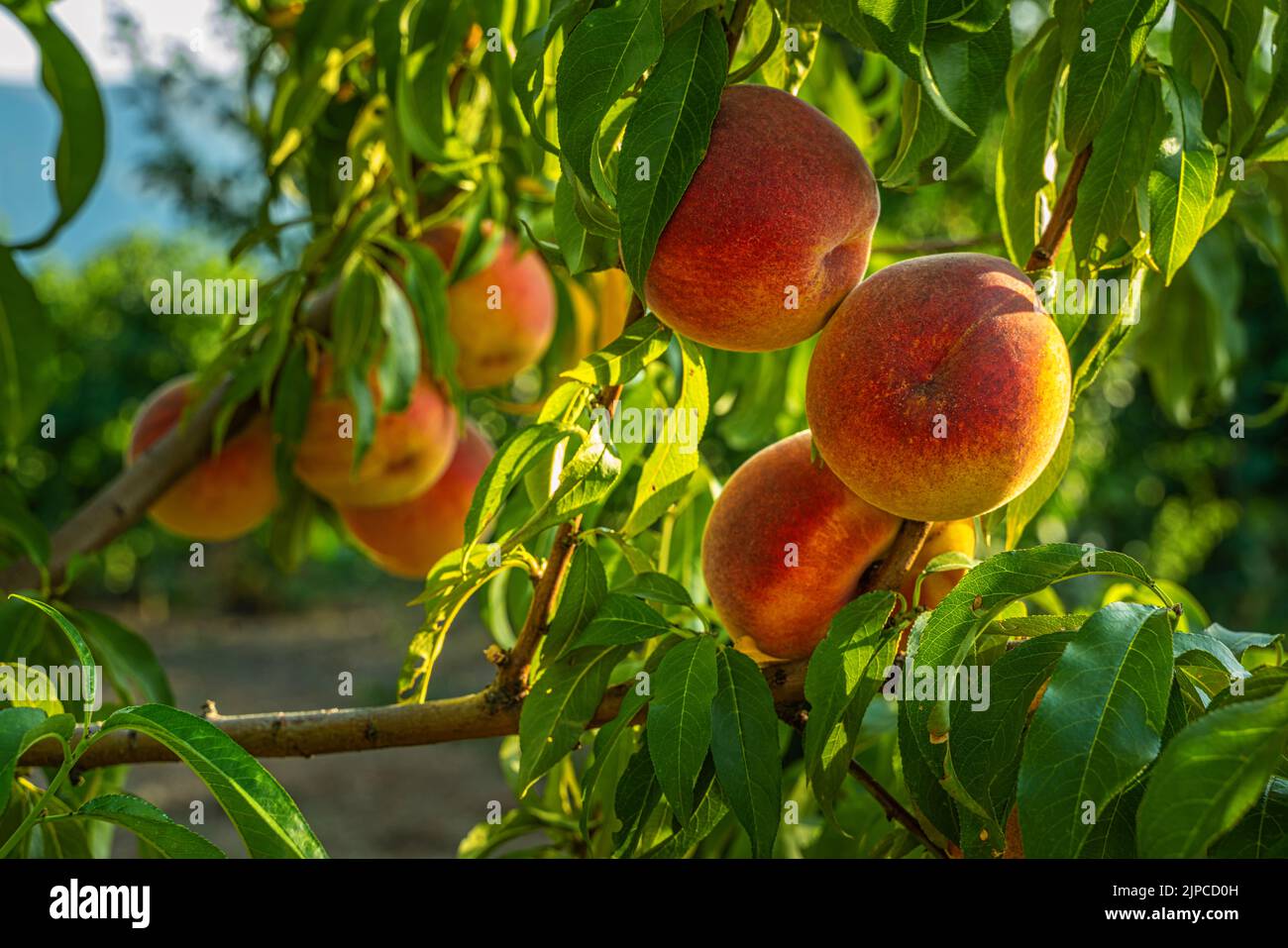 Percoca peach, variety of peach with compact yellow flesh and adherent to the seed. Cultivation from organic farming. Abruzzo, Italy, Europe Stock Photo