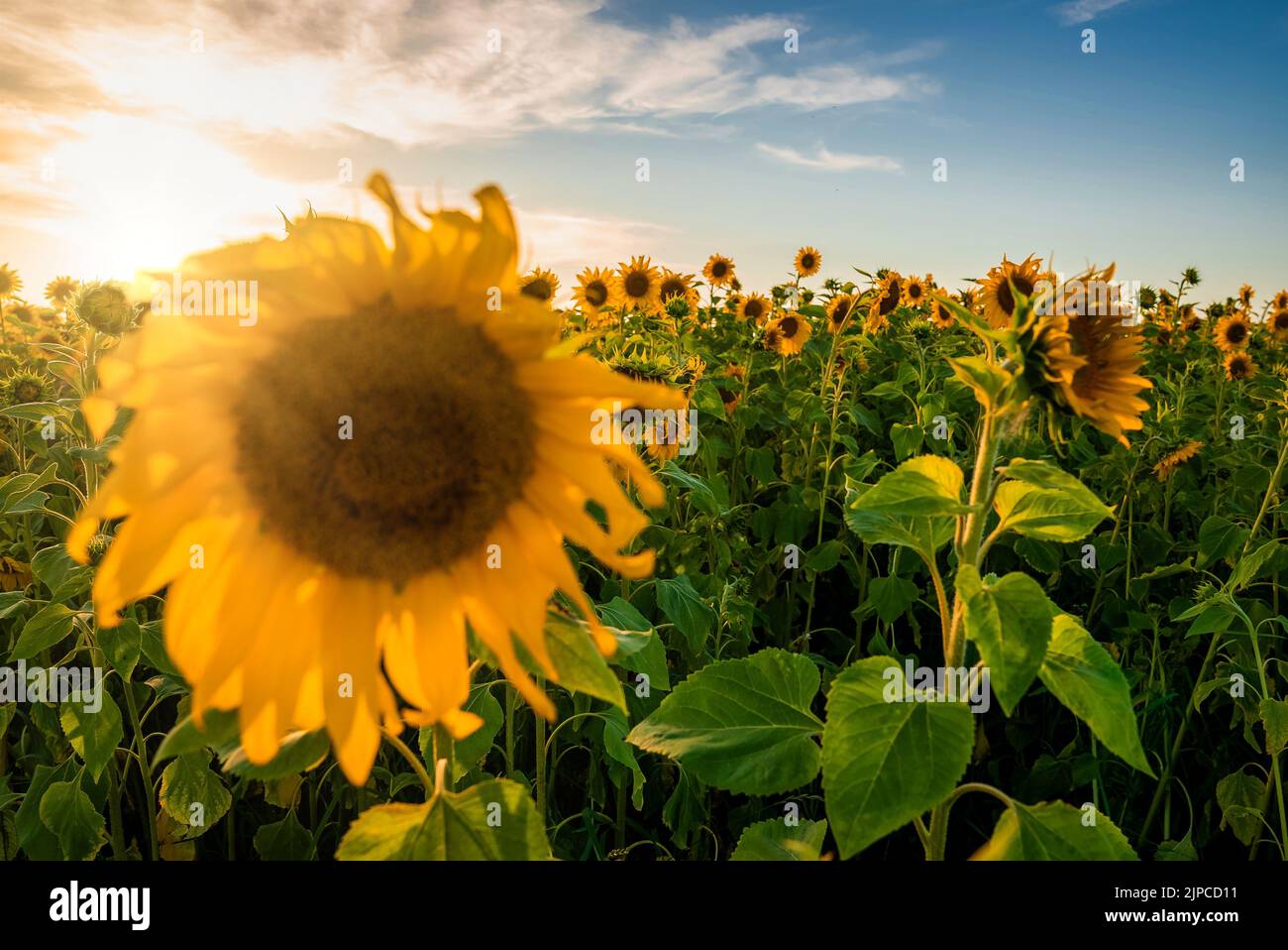 Beautiful field of blooming sunflowers against blurry sunset golden ...