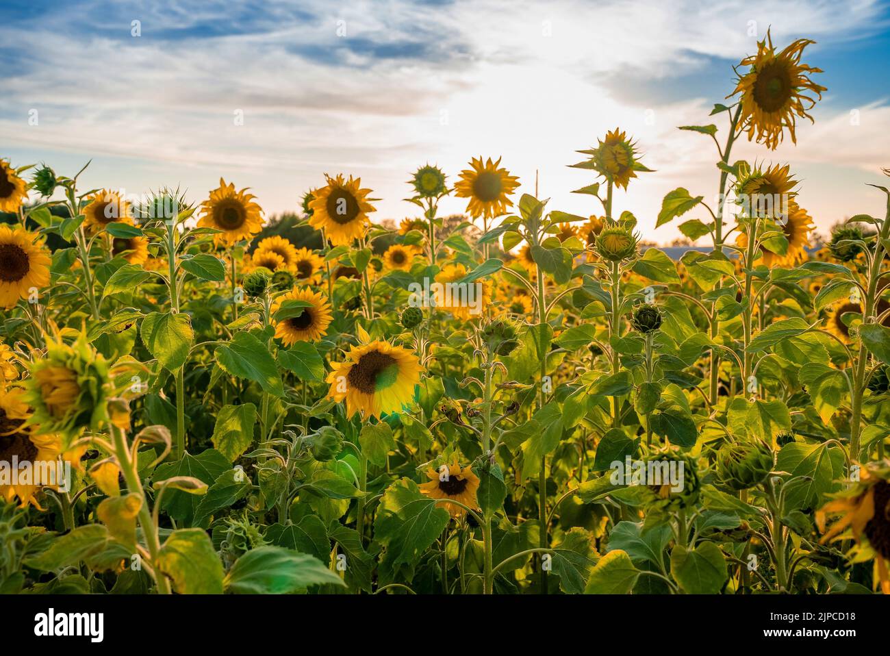 Beautiful field of blooming sunflowers against blurry sunset golden ...
