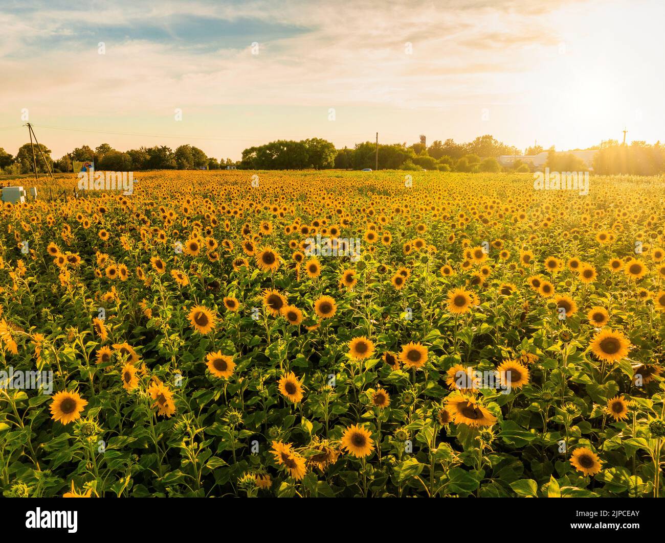 Beautiful field of blooming sunflowers against blurry sunset golden ...
