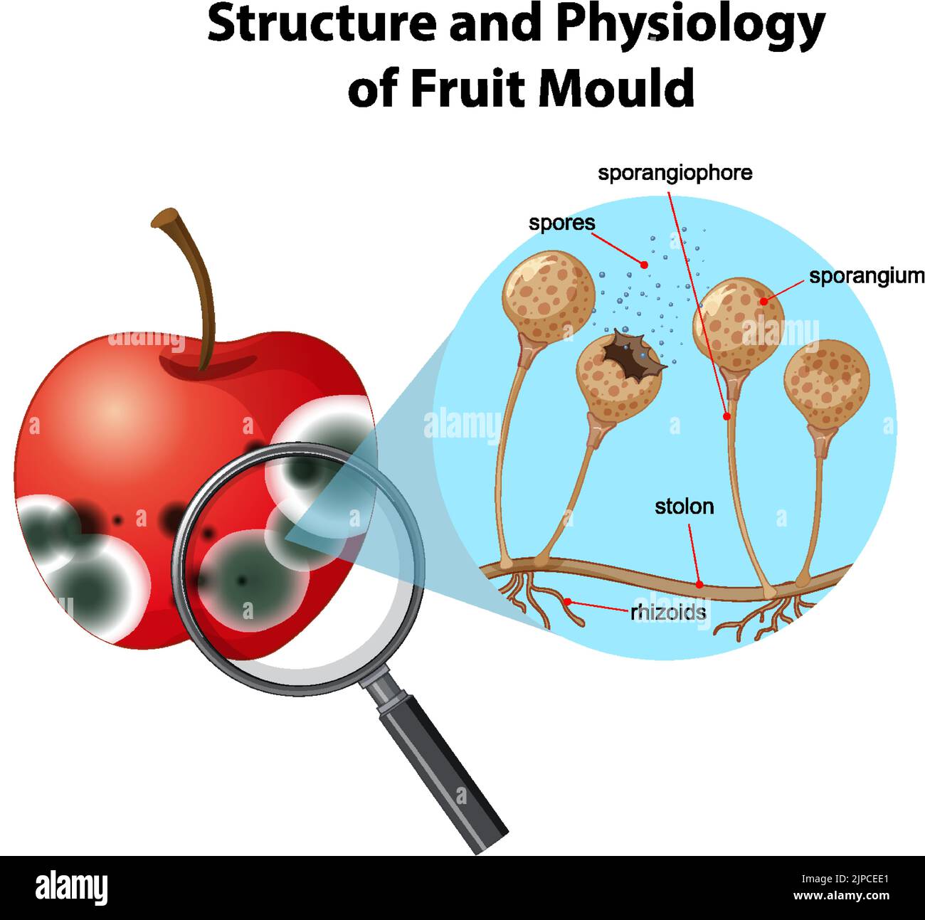 Structure and Physiology of fruit mold illustration Stock Vector Image