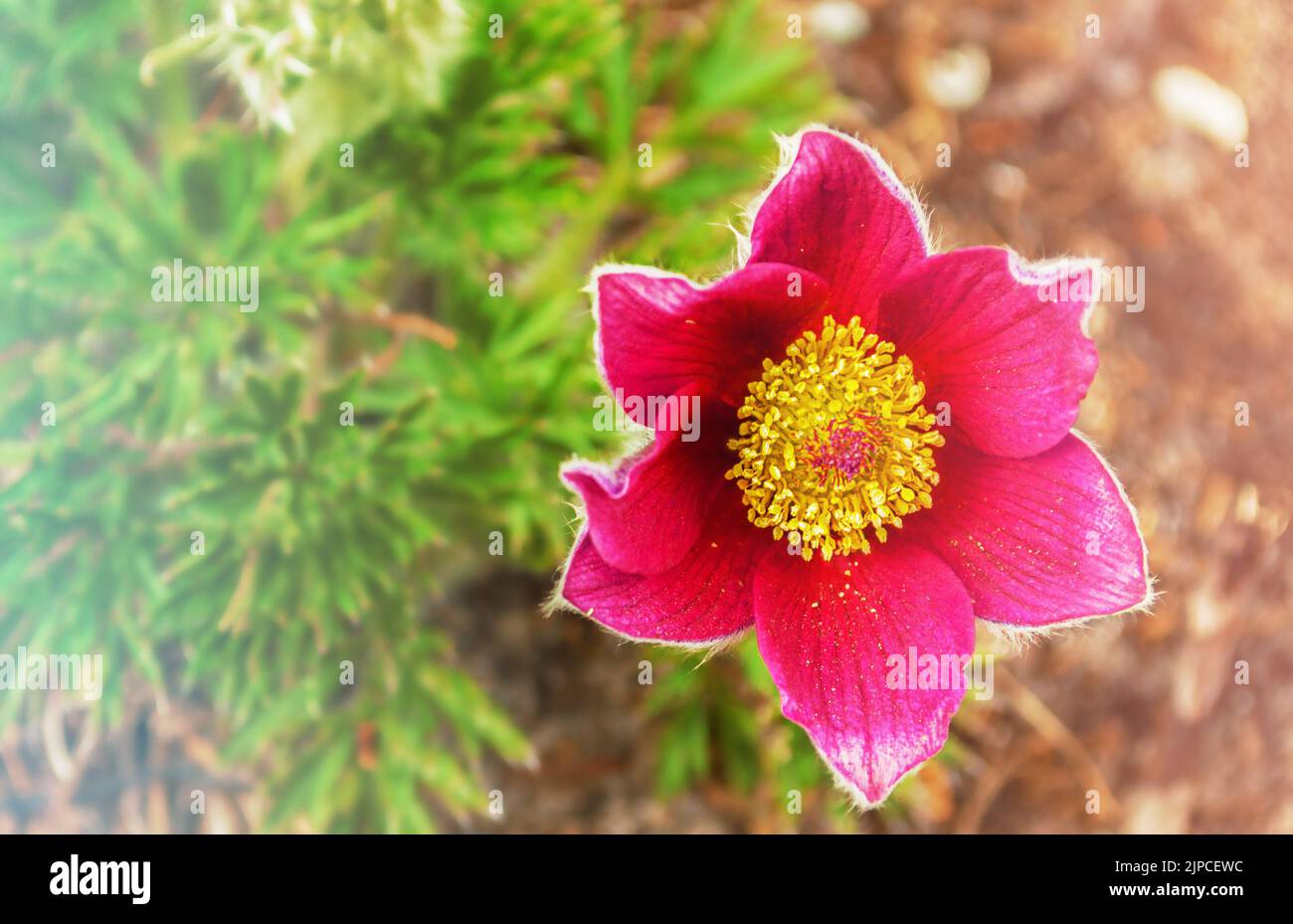 Flower Dream grass (Lumbago ordinary Stock Photo Alamy
