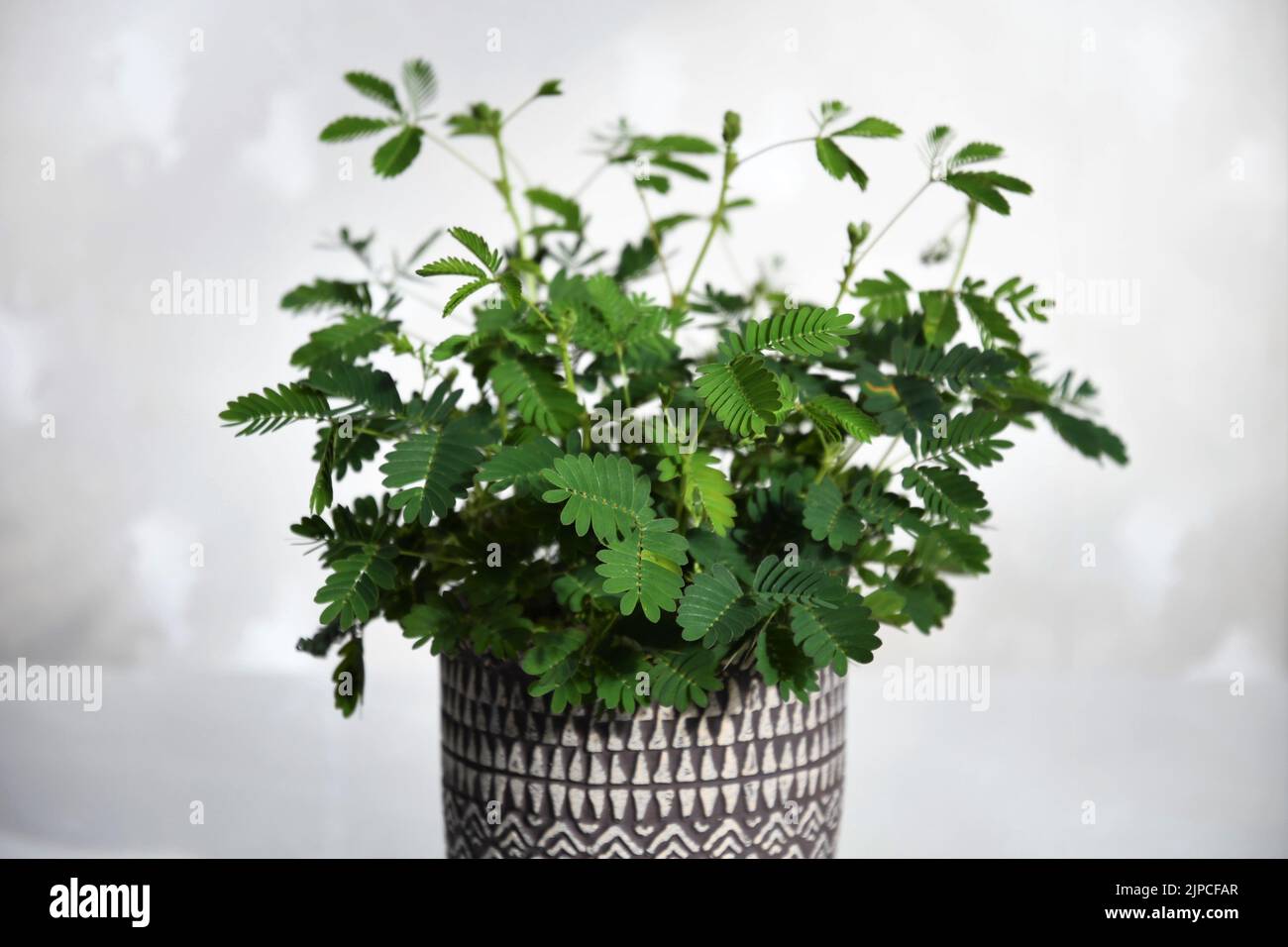 Mimosa pudica houseplant, aka sensitive plant, sleepy plant, action plant, touch-me-not, and shameplant. Isolated against a white background. Stock Photo