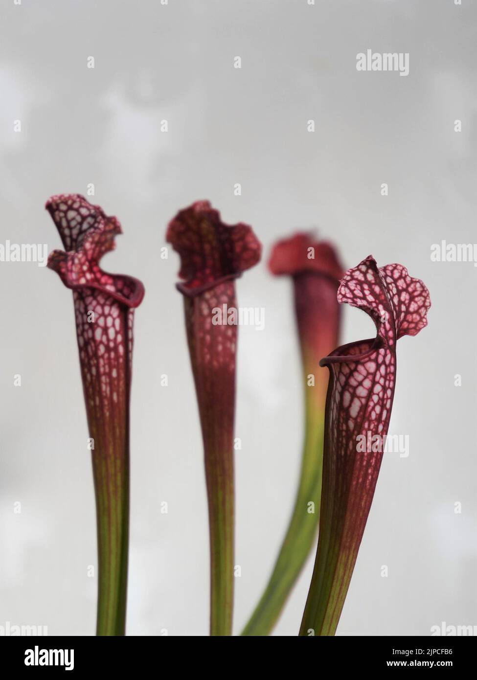 Sarracenia leucophylla carnivorous insectivorous houseplant, commonly known as trumpet pitchers. Close up of four purple pitchers, isolated on white. Stock Photo