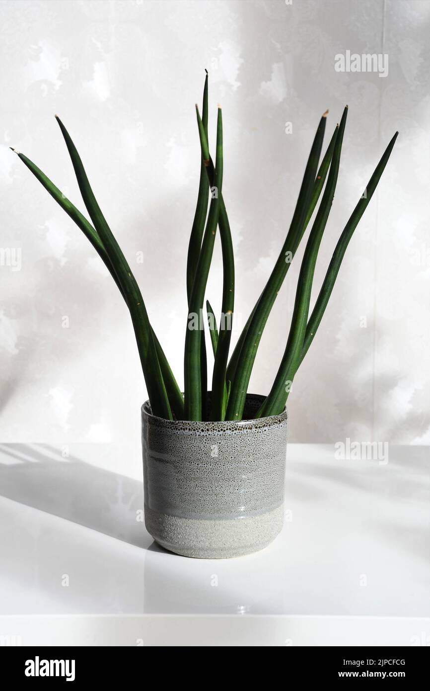 Dracaena angolensis, aka Sansevieria cylindrica, commonly known as cylindrical snake plant and African spear. Green houseplant isolated on white. Stock Photo