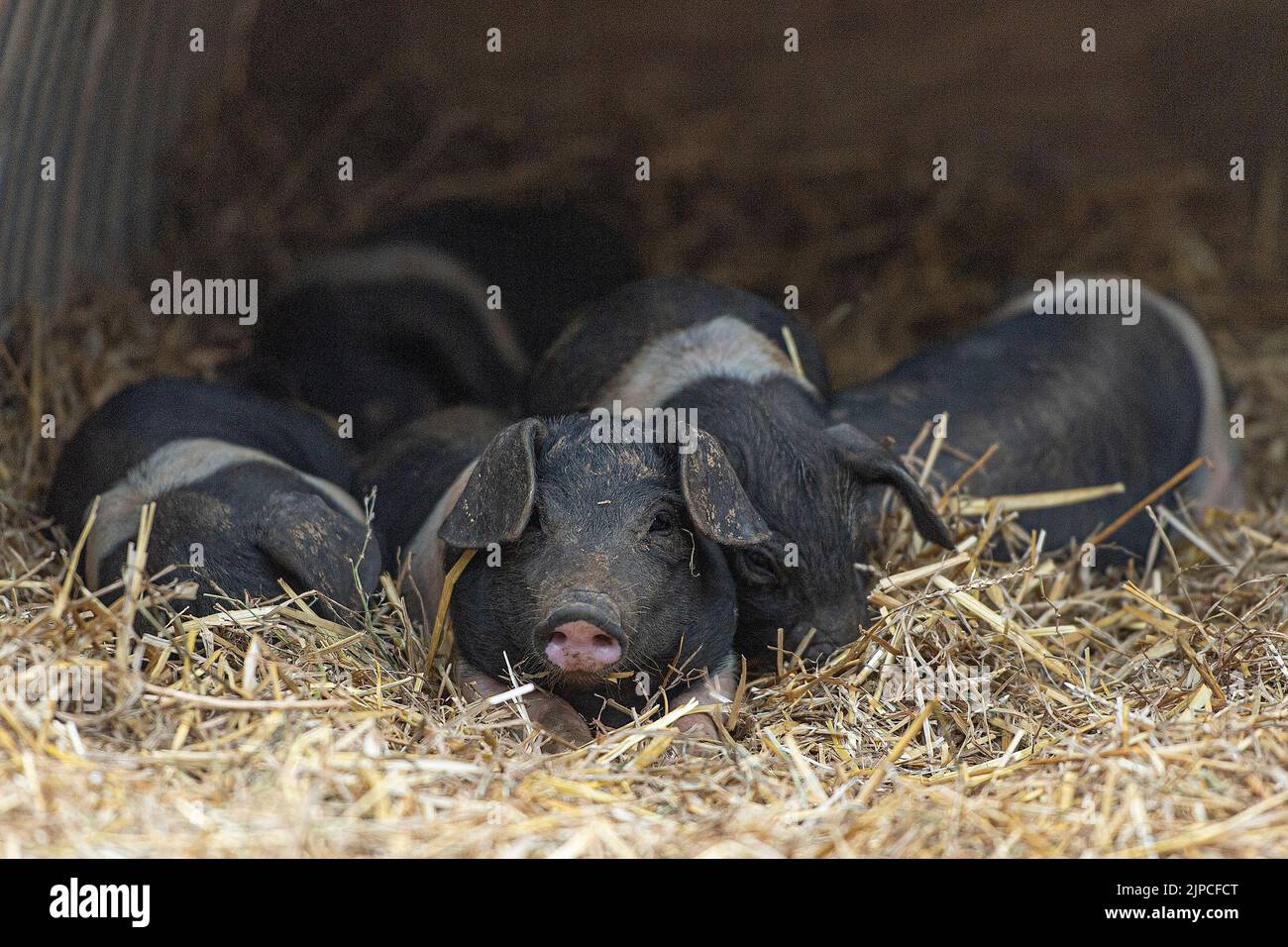 nearly weaned litter of saddleback  piglets Stock Photo