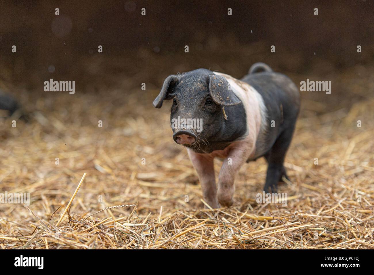 Saddleback piglet Stock Photo