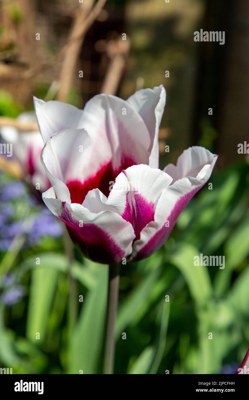 Garden with Tulip var. African King tulips tulipa flowering in a flower border in April May Spring springtime April May UK Stock Photo