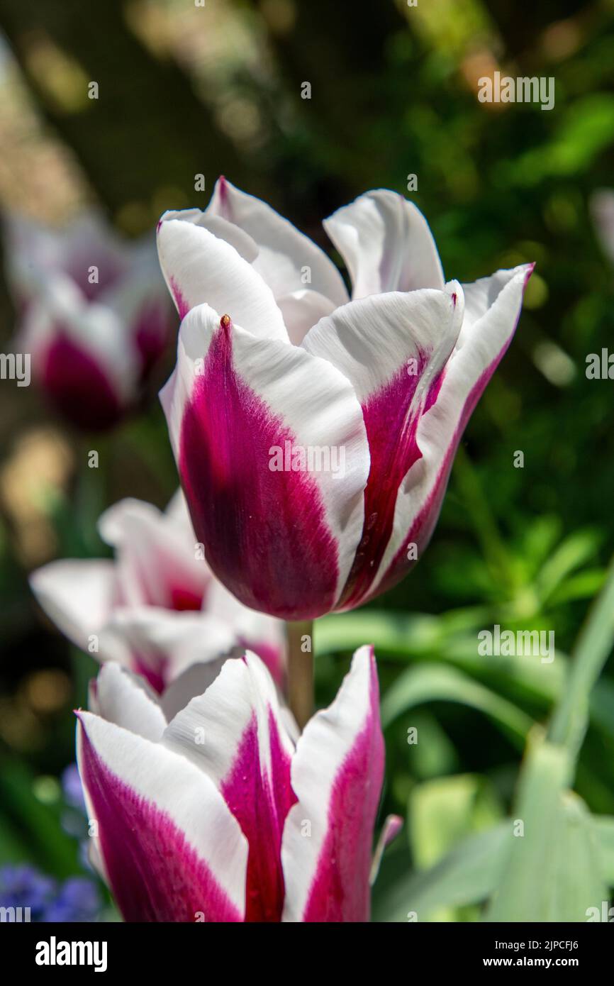 Garden with Tulip var. African King tulips tulipa flowering in a flower border in April May Spring springtime April May UK Stock Photo