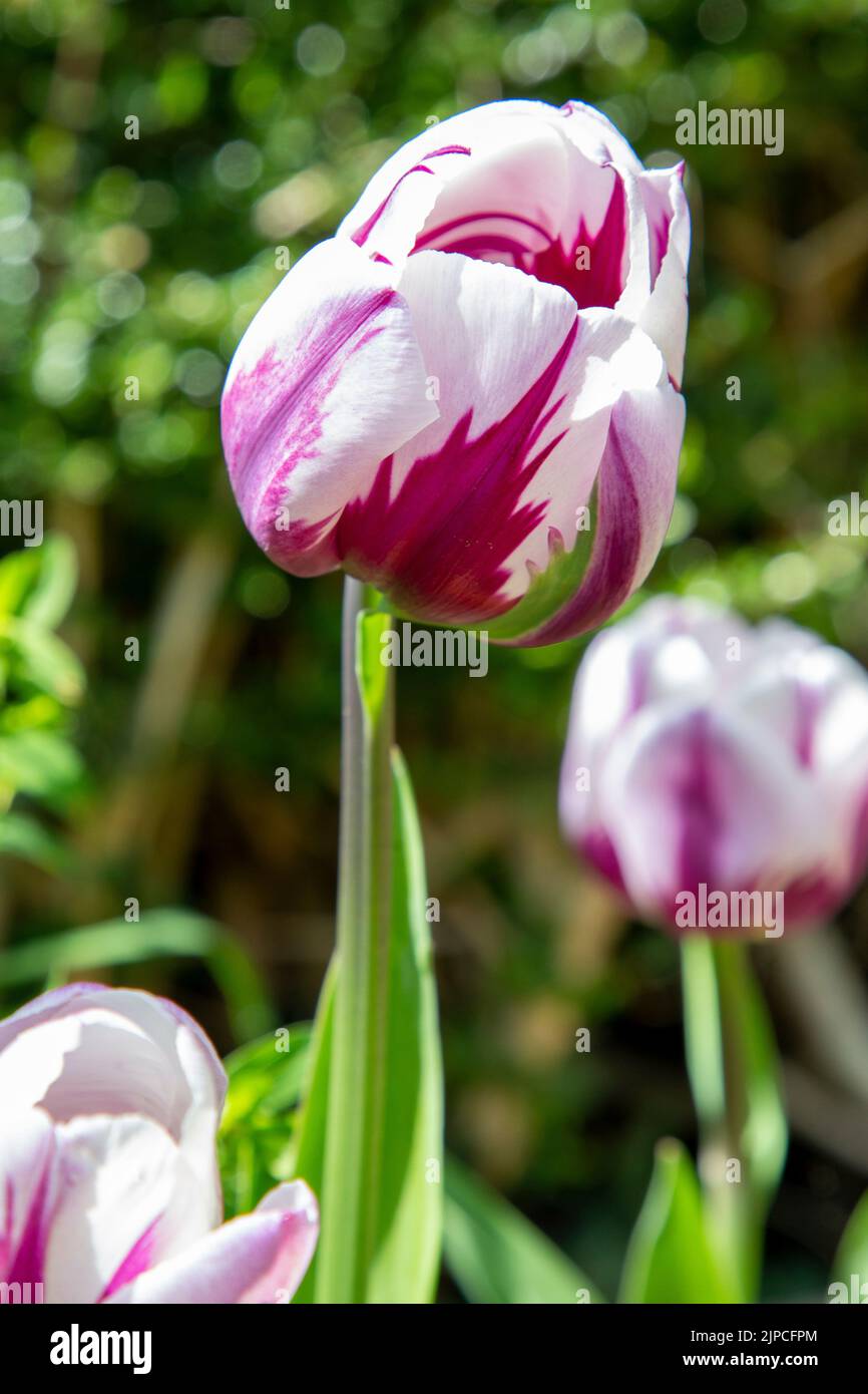 Garden with Rem's Favourite Tulip Tulips Tulipa flower flowers  flowering in a garden border borders Spring springtime April May UK Rems Stock Photo