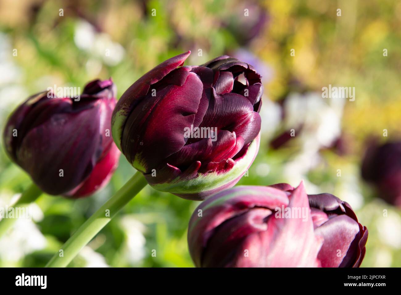 Tulip 'Black Hero' flowering in Spring Stock Photo