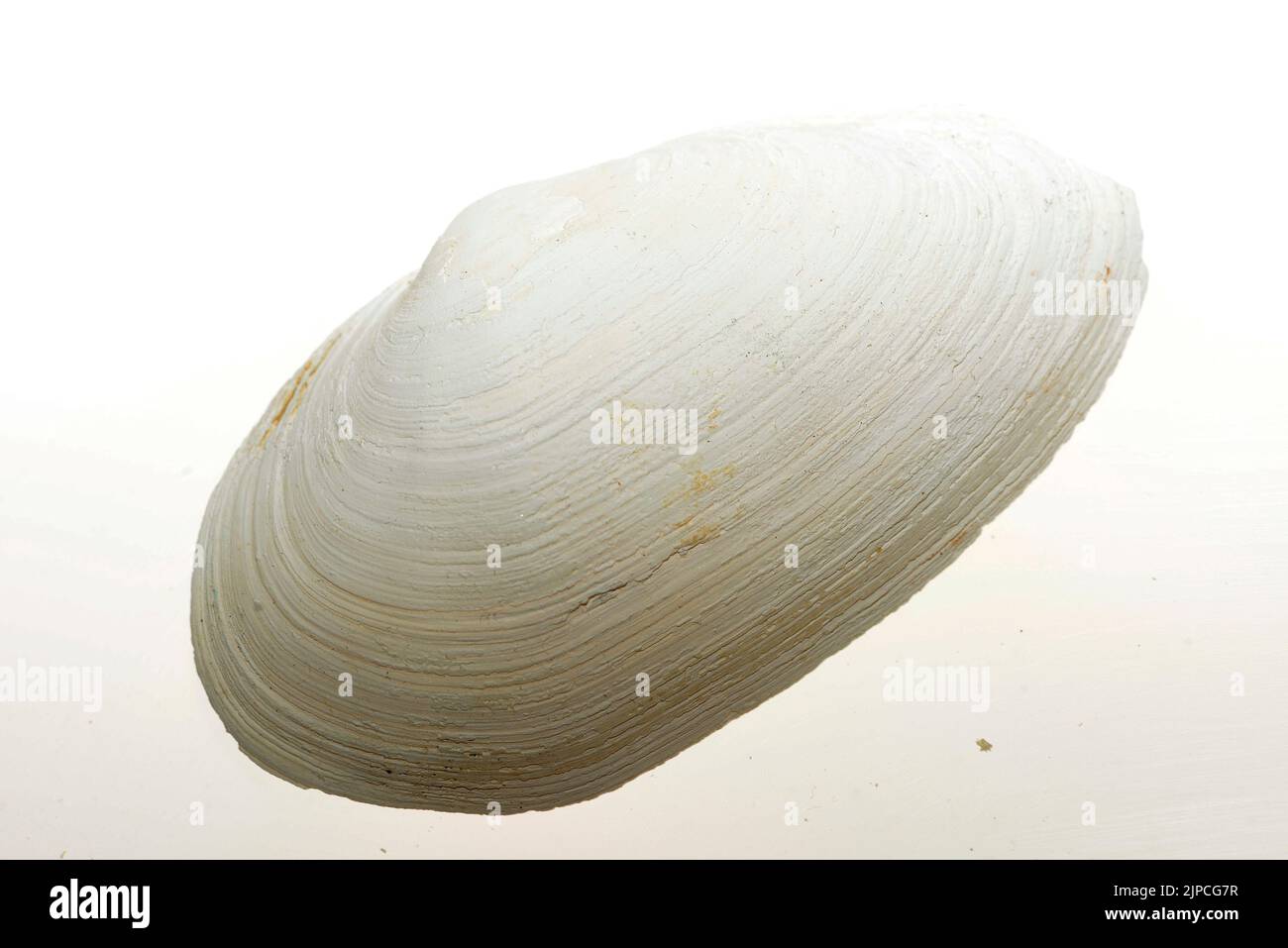 SheThe gastropods, commonly known as snails and slugs, belong to a large taxonomic class of