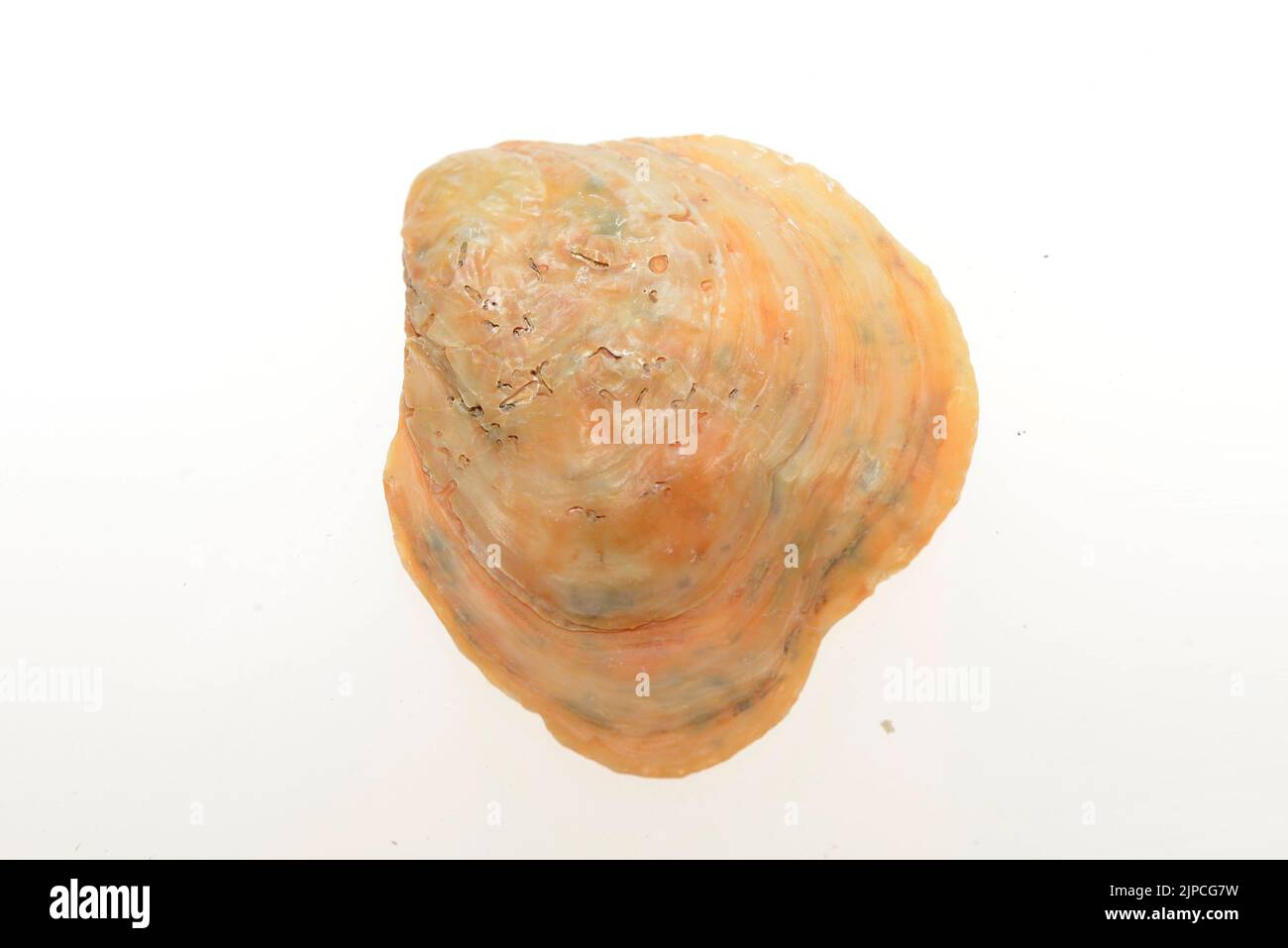 SheThe gastropods, commonly known as snails and slugs, belong to a large taxonomic class of